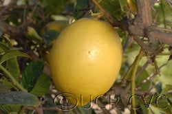 Hiawassie citron fruit on tree