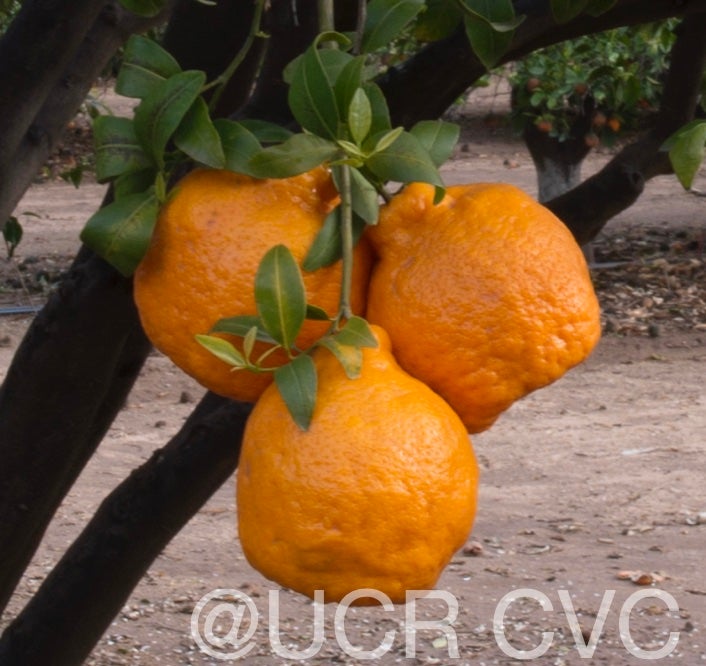 hill_mandarin_crc_3576_002.jpg