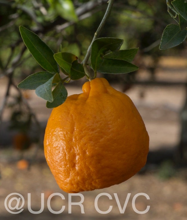 hill_mandarin_crc_3576_004.jpg