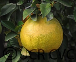 hiroshimana3904cvc002