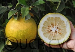 hiroshimana3904cvc003