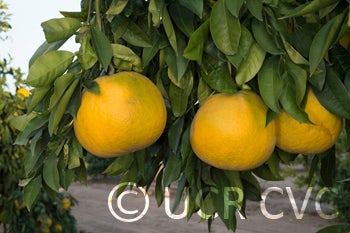 hiroshimananatsuzabonpummelohybridcrc3275003