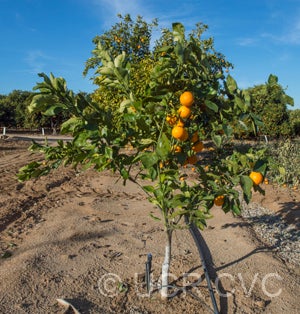 Hongjian sweet orange crc4124001