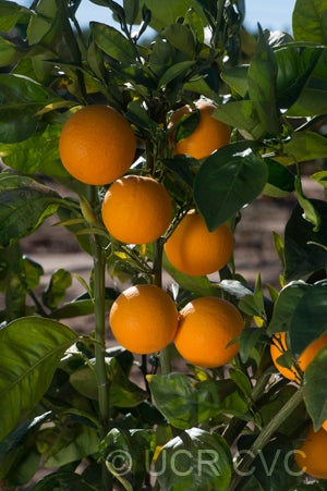 Hongjian sweet orange crc4124003