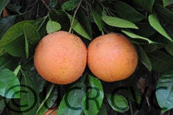 Hudson Foster cvc003