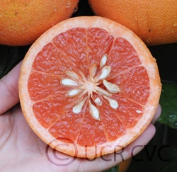 Hudson Foster cvc005