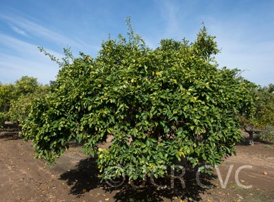 Ichang lemon (CRC 1215) crc1215001