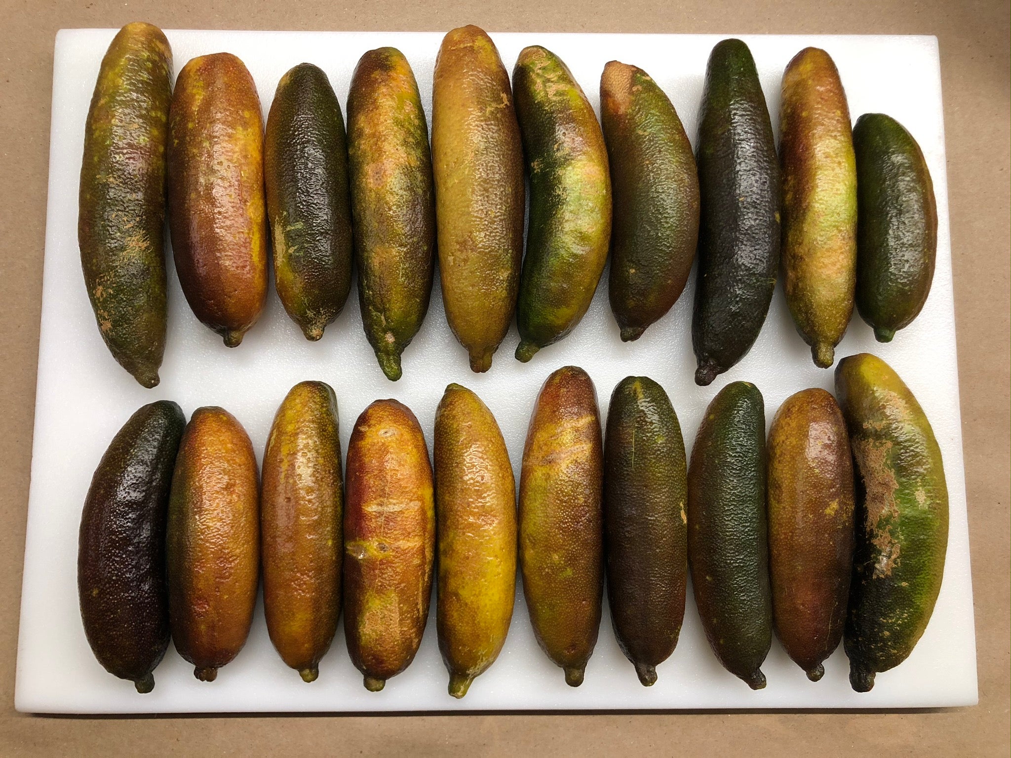 Toots P2014-176-14 (2)