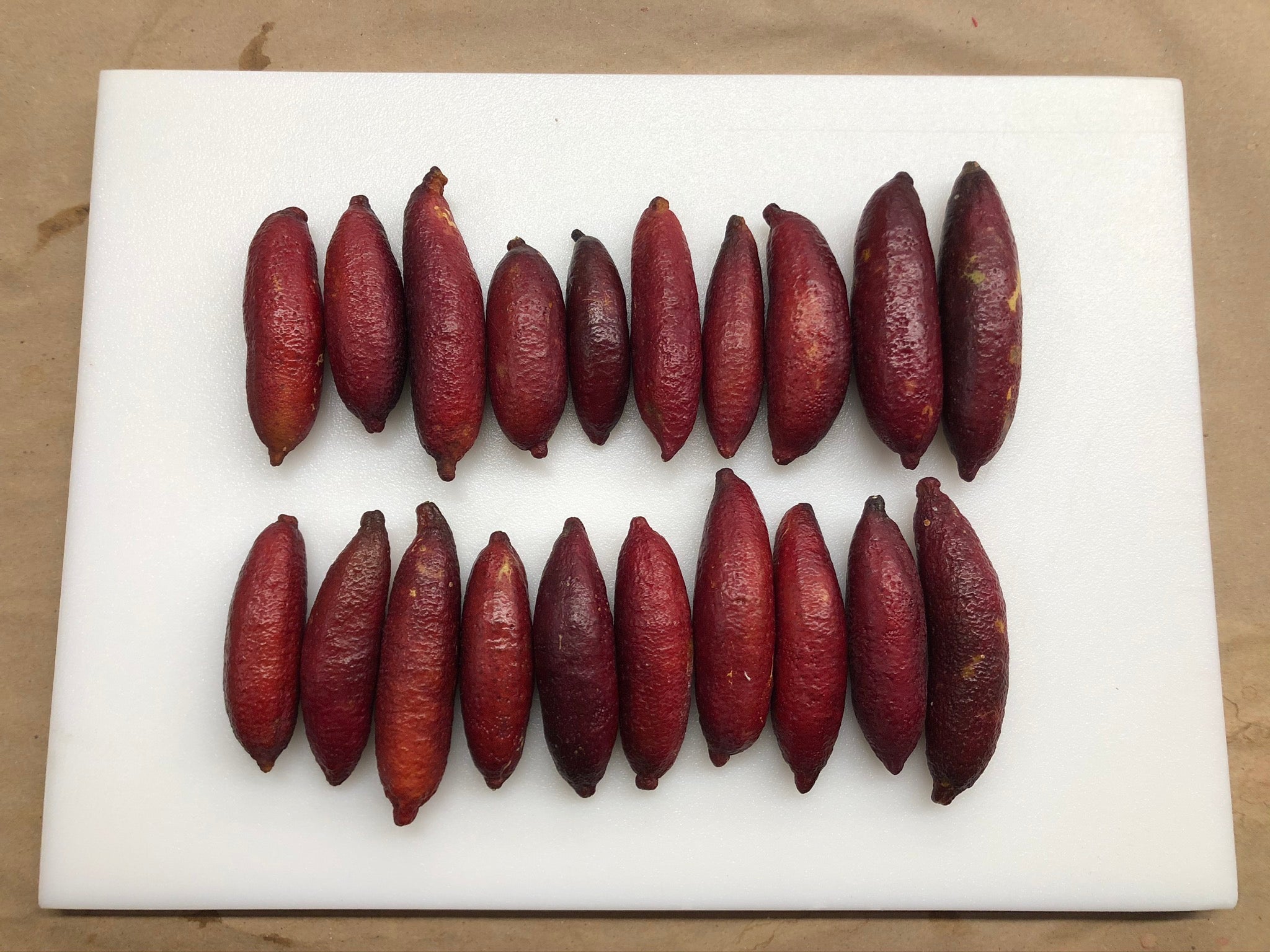 Maroon Gem P2014-175-19 (2)