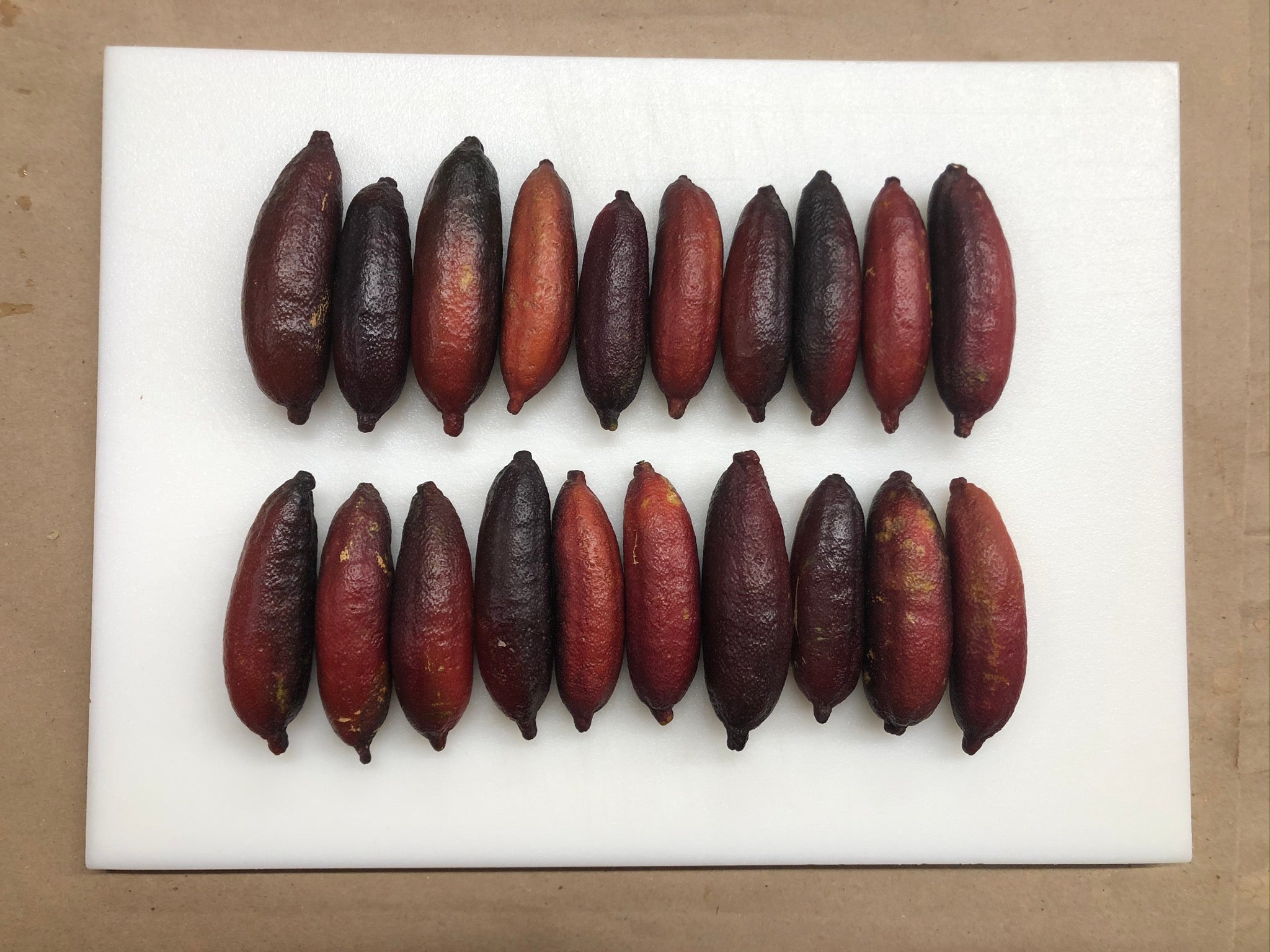 Rubirosa P2014-176-36 005