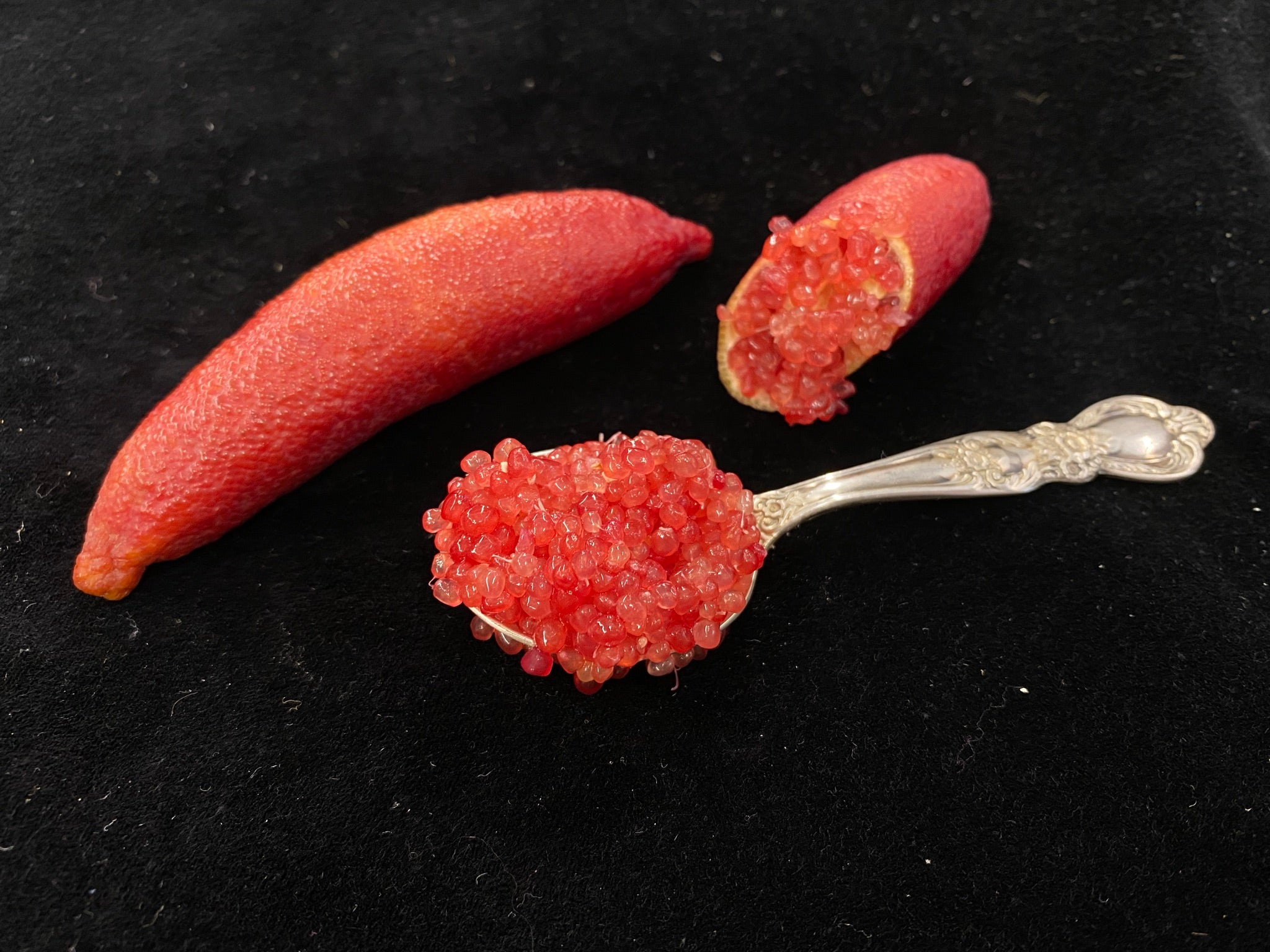 Maroon Gem P2014-175-19 (1)