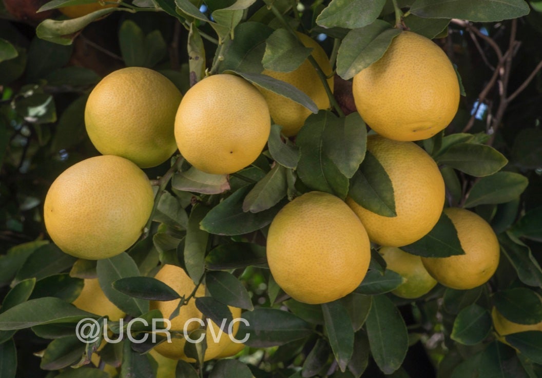india_lemon_hybrid_crc_2323_004.jpg