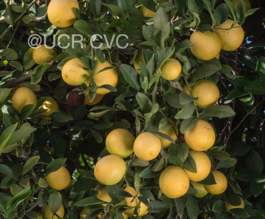 india_lemon_hybrid_crc_2323_005.jpg