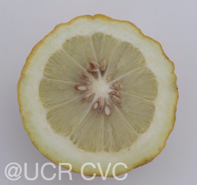 indian_citron_hybtid_crc_138a_002.jpg