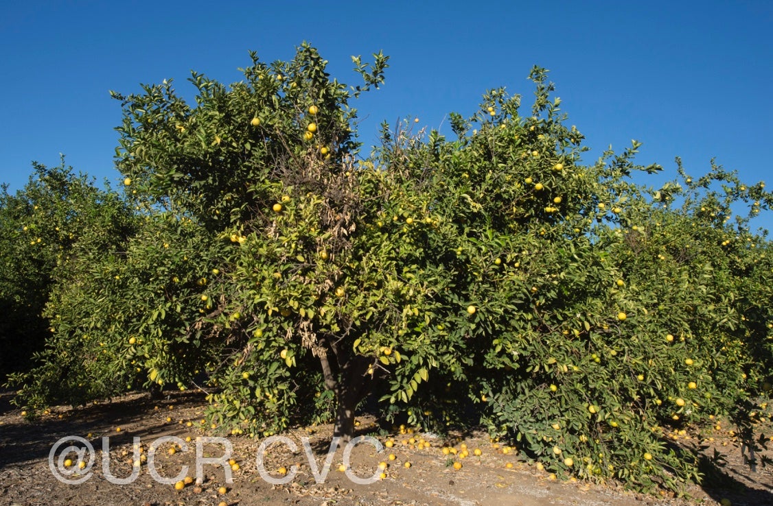 iraq_lemon_hybrid_crc_3492_001.jpg