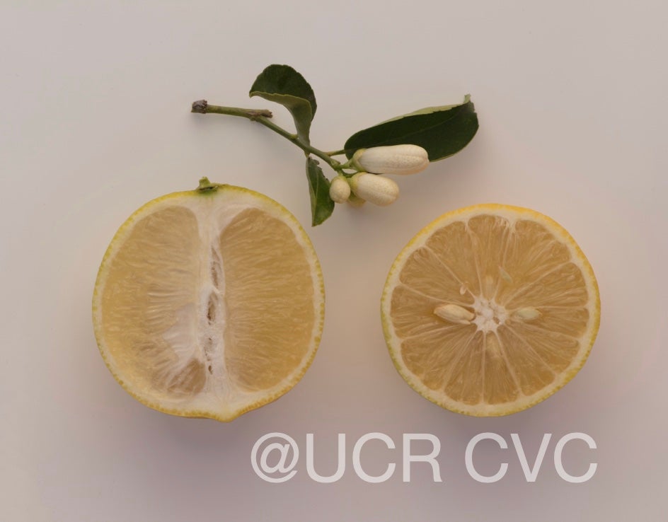 iraq_lemon_hybrid_crc_3492_002.jpg