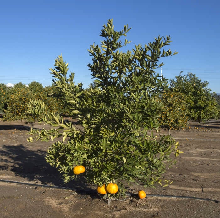 Jamaican Ugli Tangor crc4127003.jpg