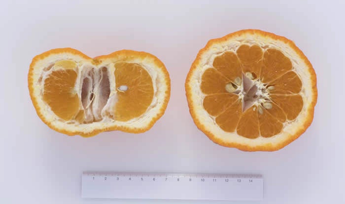 Jamaican Ugli Tangor crc4127007.jpg