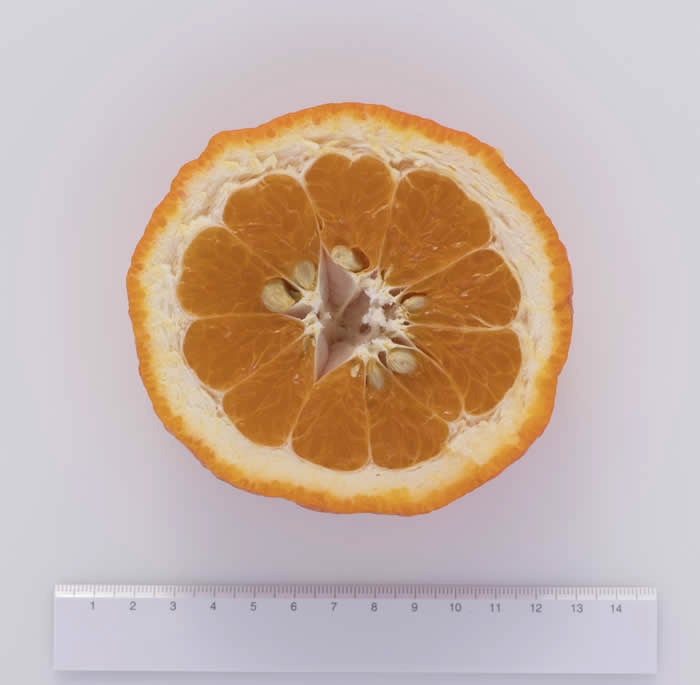 Jamaican Ugli Tangor crc4127008.jpg