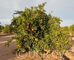 Johnson navel orange 005