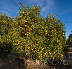 Joppa sweet orange 001