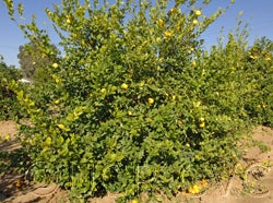 Jullunder Khatti rough lemon 01