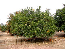 Kabosu (Kabusu) papeda hybrid 0001