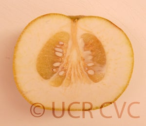 Kao Pan pummelo (CRC 3948) 002