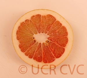 Unnamed pummelo  kaopanne2241005.jpg