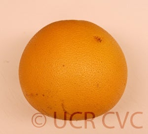 Unnamed pummelo  kaopanne2241006.jpg