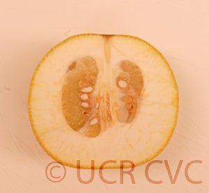 Kao Pan pummelo (CRC 2243) 6002