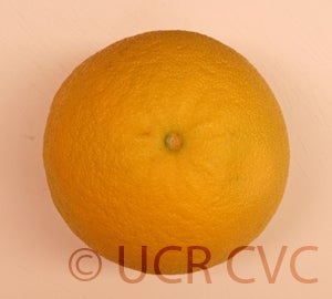 Kao Pan pummelo (CRC 2249) 14004