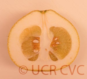 Kao Pan pummelo (CRC 2349) 10001