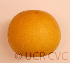 Kao Pan pummelo (CRC 2356) 003