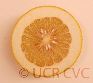 Kao Pan pummelo (CRC 2356) 001