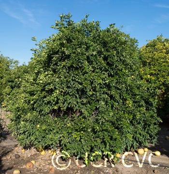 Kao Pan pummelo (CRC 2243) 001