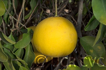 Kao Pan pummelo (CRC 2249) 005