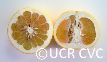 Kao Pan pummelo (CRC 2355) 007