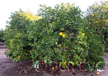 Kao Pan pummelo (CRC 3948) 001