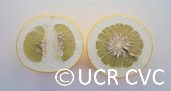 Kao Pan pummelo (CRC 3948) 005