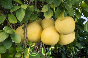 Kao Phuang pummelo (CRC 2352) 003