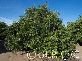 Kao Ruan Tia pummelo (CRC 2350) 001