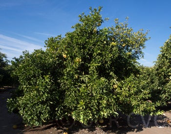 Kao Ruan Tia pummelo (CRC 2351) 001