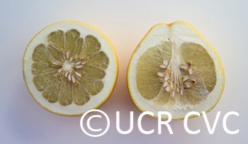 Karn Lau Yau pummelo 005