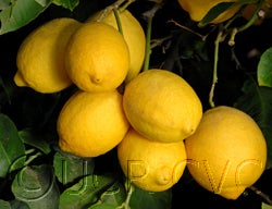 Kaweah #1 Lisbon lemon 81