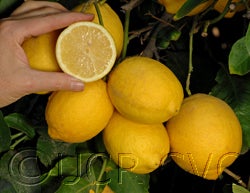 Kaweah #1 Lisbon lemon 91