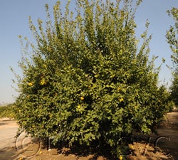 Kaweah #1 Lisbon lemon 001