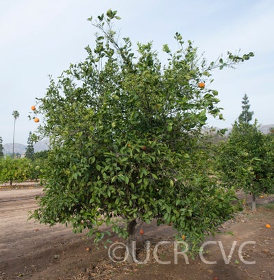 Kincy mandarin CRC 4144 004