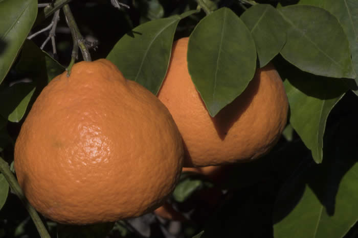 Kincy mandarin CRC 4144 009