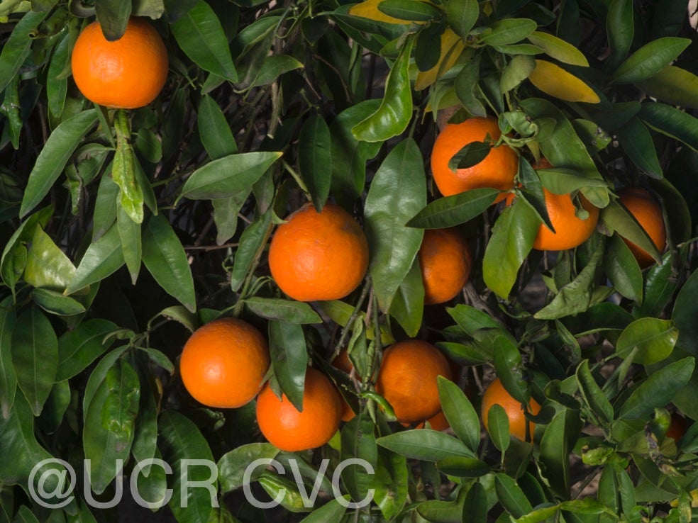 king_mandarin_hybrid_crc_3845_002.jpg